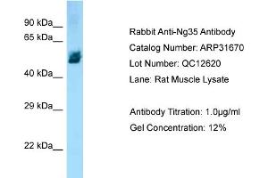 WB Suggested Anti-Ng35 Antibody   Titration: 1. (ZBTB12 antibody  (Middle Region))