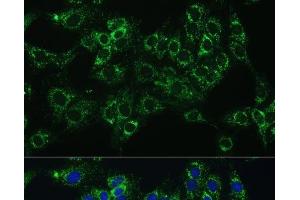 Immunofluorescence (IF) image for anti-Cytochrome B5 Type A (Microsomal) (CYB5A) antibody (ABIN7261351)