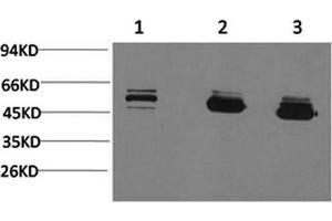Western Blotting (WB) image for anti-Mitochondrial Calcium Uptake 1 (MICU1) antibody (ABIN5960730)