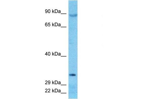 DNAJC16 antibody  (N-Term)