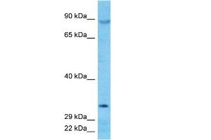 Host:  Rabbit  Target Name:  DJC16  Sample Type:  PANC1 Whole Cell lysates  Antibody Dilution:  1. (DNAJC16 antibody  (N-Term))