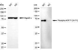 Western blotting analysis using phospho-KIF22 (S427) antibody (ABIN7799202).