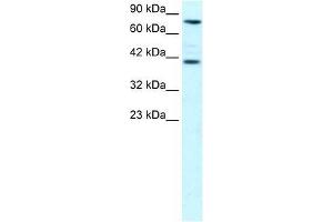 ZNF652 antibody used at 0.