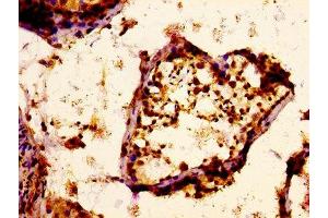 IHC image of ABIN7164824 diluted at 1:400 and staining in paraffin-embedded human testis tissue performed on a Leica BondTM system.
