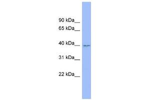 anti-Family with Sequence Similarity 45, Member B (Pseudogene) (FAM45B) (Middle Region) antibody