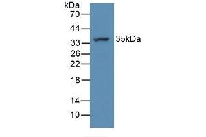 Figure. (ATP6AP2 antibody  (AA 18-302))