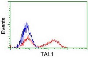 HEK293T cells transfected with either RC222628 overexpress plasmid (Red) or empty vector control plasmid (Blue) were immunostained by anti-TAL1 antibody (ABIN2455265), and then analyzed by flow cytometry. (TAL1 antibody)