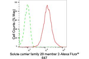 anti-Solute Carrier Family 29 (Nucleoside Transporters), Member 2 (SLC29A2) antibody