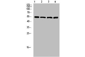 Western Blot analysis of 1,mouse-lung 2,mouse-brain 3,mouse-spleen 4,mouse-kidney cells using primary antibody diluted at 1:500(4 °C overnight). (ATP6AP1 antibody  (AA 421-470))