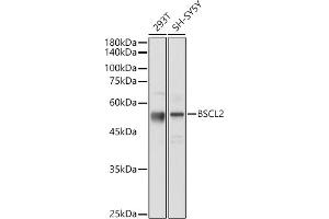 Western blot analysis of extracts of various cell lines, using BSCL2 antibody (ABIN7265874) at 1:1000 dilution. (BSCL2 antibody  (AA 50-150))