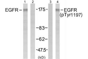 Western blot analysis of extract from A431 cells untreated or treated with EGF (200ng/ml, 5min), using EGFR (Ab-1197) antibody (E021221, Lane1 and 2) and EGFR (phospho-Tyr1197) antibody (E011228, Lane 3 and 4). (EGFR antibody)