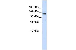 WB Suggested Anti-GTF2I Antibody Titration: 0.