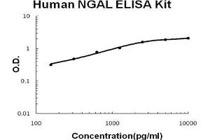 Human Lipocalin-2/NGAL PicoKine ELISA Kit standard curve (Lipocalin 2 ELISA Kit)