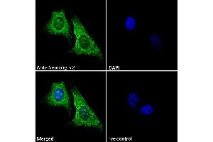 (ABIN190848) Immunofluorescence analysis of paraformaldehyde fixed U2OS cells, permeabilized with 0. (Neuroligin 2 antibody  (Internal Region))