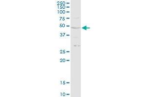 RRAGB antibody  (AA 1-374)