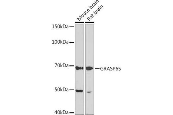 GORASP1 antibody