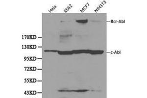Western Blotting (WB) image for anti-C-Abl Oncogene 1, Non-Receptor tyrosine Kinase (ABL1) antibody (ABIN1870742) (ABL1 antibody)