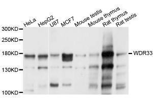Western blot analysis of extracts of various cell lines, using WDR33 antibody (ABIN5996392) at 1/1000 dilution. (WDR33 antibody)