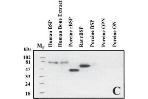 Immuno Blot analysis of ABIN109798 specificity. (BSP antibody)