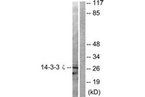 Western blot analysis of extracts from 293 cells, treated with Forskolin 40nM 30', using 14-3-3 zeta (Ab-58) Antibody. (14-3-3 zeta antibody  (AA 24-73))