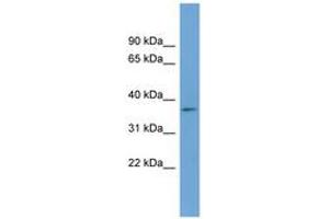 Image no. 1 for anti-beta-Site APP-Cleaving Enzyme 2 (BACE2) (AA 287-336) antibody (ABIN6743440) (BACE2 antibody  (AA 287-336))