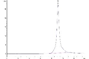 The purity of Mouse Kallikrein 5 is greater than 95 % as determined by SEC-HPLC. (Kallikrein 5 Protein (KLK5) (AA 30-293) (His tag))