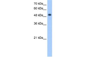 WB Suggested Anti-DNER Antibody Titration:  5. (DNER antibody  (Middle Region))