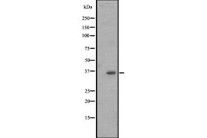 OR2M4 antibody