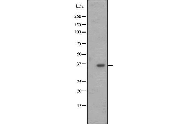 OR2M4 antibody