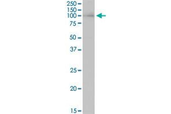 HNRNPUL1 antibody  (AA 1-804)