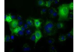 Anti-C17orf28 mouse monoclonal antibody (ABIN2452858) immunofluorescent staining of COS7 cells transiently transfected by pCMV6-ENTRY C17orf28 (RC206740). (HID1/DMC1 antibody)
