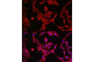 Immunofluorescence analysis of PC-12 cells using LDHA Rabbit mAb  at dilution of 1:100 (40x lens). (Lactate Dehydrogenase A antibody)