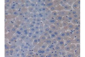 Detection of APOC4 in Mouse Liver Tissue using Polyclonal Antibody to Apolipoprotein C4 (APOC4) (APOC4 antibody  (AA 28-124))