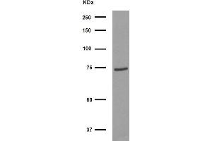 Western blot analysis of FOXJ3 Antibody expression in HepG2 cells lysates.