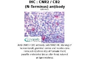 Image no. 1 for anti-Cannabinoid Receptor 2 (CNR2) (Extracellular Domain), (N-Term) antibody (ABIN1733182) (CNR2 antibody  (Extracellular Domain, N-Term))