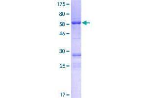 Coiled-Coil Domain Containing 92 (CCDC92) (AA 1-331) protein (GST tag)