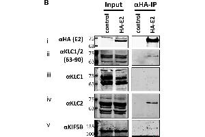 Endogenous KLC2 co-immunoprecipitates with E2. (KLC1 antibody)