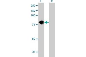 Western Blot analysis of DEF6 expression in transfected 293T cell line by DEF6 MaxPab polyclonal antibody.