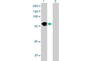Western Blot analysis of DEF6 expression in transfected 293T cell line by DEF6 MaxPab polyclonal antibody. (DEF6 antibody  (AA 1-631))
