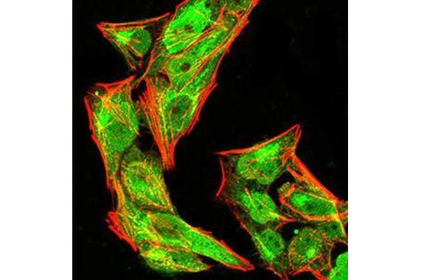 NLRC4 antibody  (pSer533)