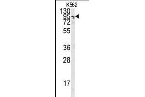 Western blot analysis of anti-ACE2 C-term Pab f in K562 cell line lysates (35 μg/lane). (ACE2 antibody  (C-Term))