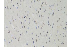 Immunohistochemistry (Paraffin-embedded Sections) (IHC (p)) image for anti-Lamin B1 (LMNB1) (AA 397-586) antibody (ABIN3015698)