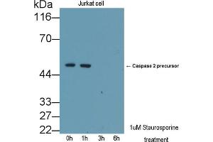 Detection of CASP2 in lysates of Jurkat cell line using Polyclonal Antibody to Caspase 2 (CASP2) (Caspase 2 antibody  (AA 334-452))