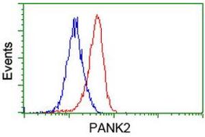 Flow cytometric Analysis of Jurkat cells, using anti-PANK2 antibody (ABIN2453418), (Red), compared to a nonspecific negative control antibody (ABIN2453418), (Blue). (PANK2 antibody)