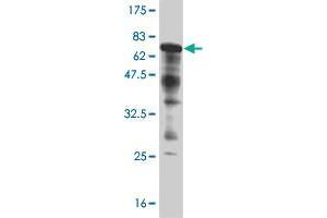 Western Blot detection against Immunogen (68. (ANGPTL4 antibody  (AA 26-406))