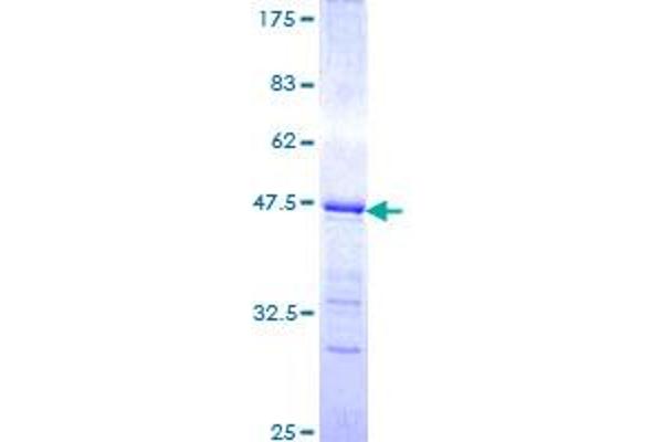 Retinoid X Receptor alpha Protein (AA 1-110) (GST tag)