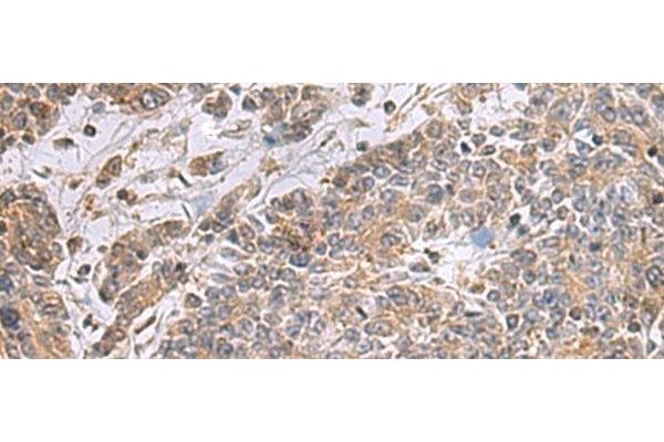 UBTD1 antibody