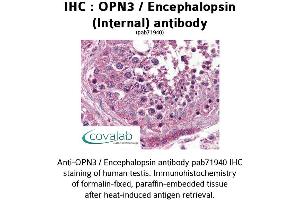 Image no. 2 for anti-Opsin 3 (OPN3) (Internal Region) antibody (ABIN1737653) (OPN3 antibody  (Internal Region))