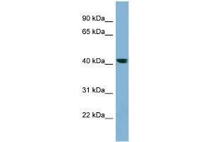 WB Suggested Anti-PLEKHA9 Antibody Titration: 0. (PLEKHA9 antibody  (N-Term))