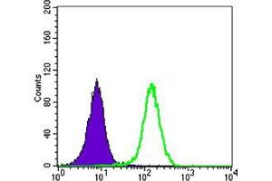 Flow cytometric analysis of K562 cells using STK11 mouse mAb (green) and negative control (purple). (LKB1 antibody)